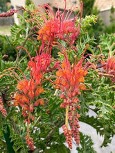 Load image into Gallery viewer, Grevillea bipinnatifida Jingle Bells Grafted
