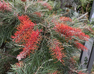 Grevillea Blood Orange