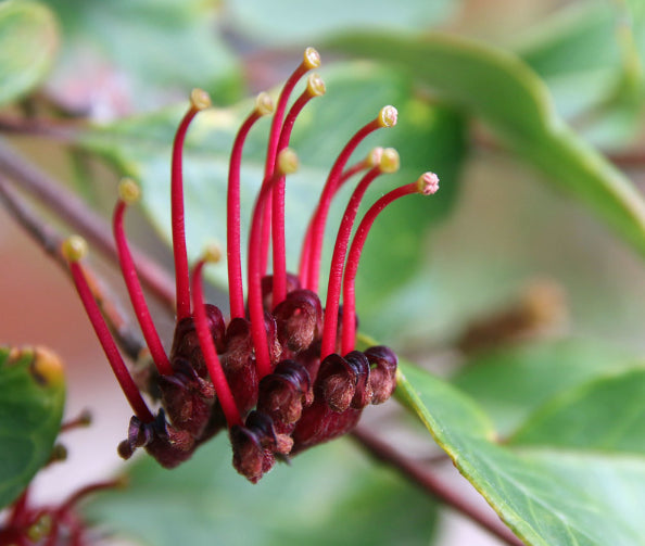 Grevillea laurifolia Blue Mountains Rambler