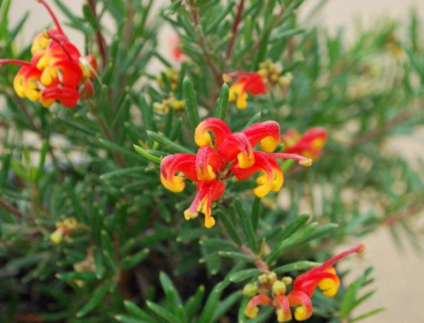 Grevillea Bonnie Prince Charlie