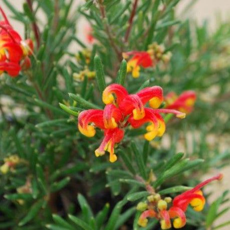 Grevillea Bonnie Prince Charlie