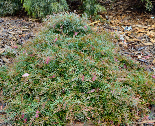 Grevillea Bronze Rambler