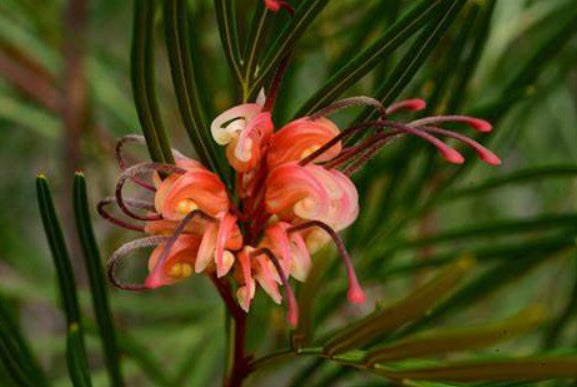 Grevillea Bulli Princess