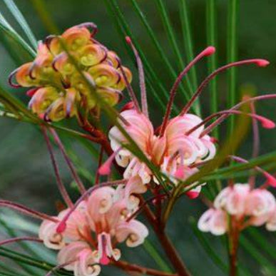 Grevillea Bulli Princess