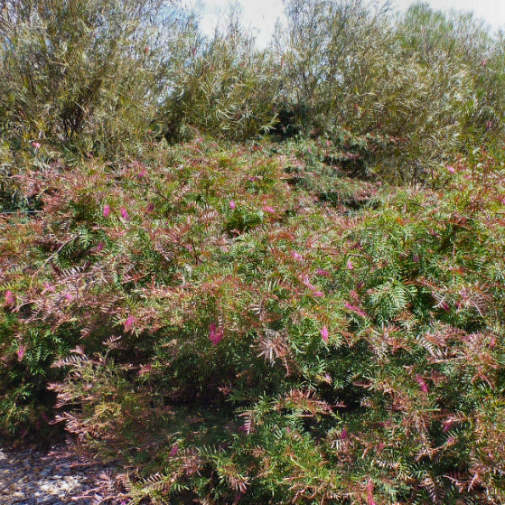 Grevillea Burgundy Blaze