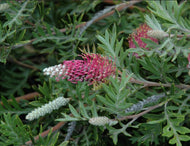 Grevillea Carpet Layer