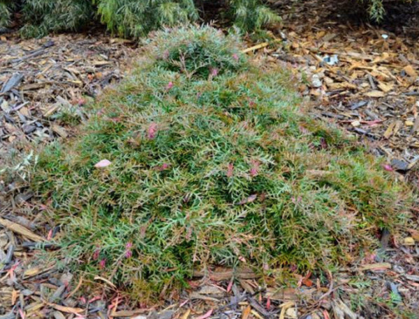 Grevillea Carpet Layer