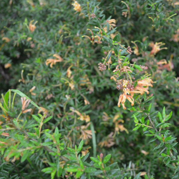 Grevillea Carpet Queen