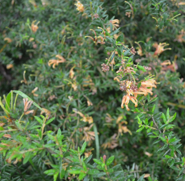 Grevillea Carpet Queen