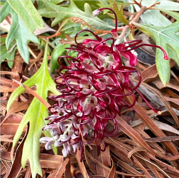Grevillea Cherry Moon
