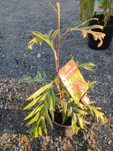 Load image into Gallery viewer, Grevillea (GR126) PBR CHERRY MOON
