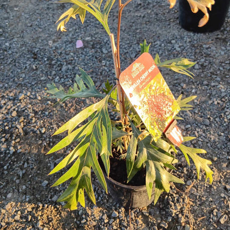 Grevillea Cherry Moon