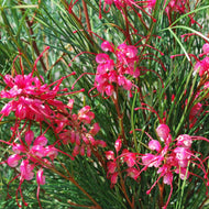 Grevillea Cherry Pie