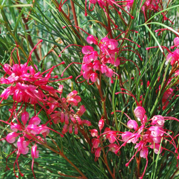 Grevillea Cherry Pie