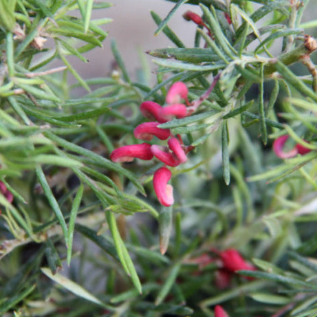 Grevillea Cherry Ripe