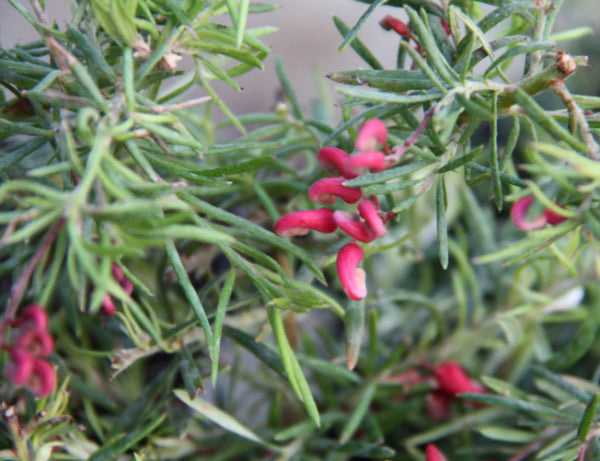 Grevillea Cherry Ripe