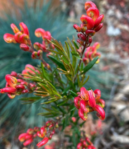 Grevillea Crackles