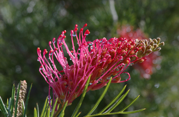 Grevillea (GR138) PBR CUPIDS DREAM