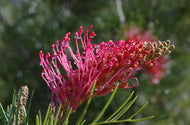 Grevillea (GR138) PBR CUPIDS DREAM