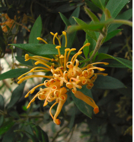 Grevillea Deuagold PBR