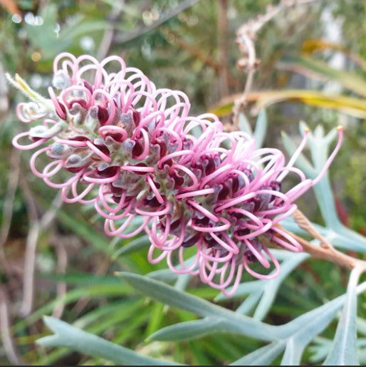 Grevillea Dorothy Gordon