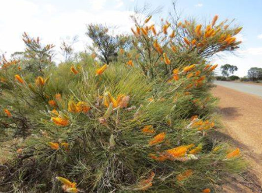 Grevillea excelsior Flame