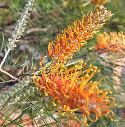 Grevillea excelsior Flame