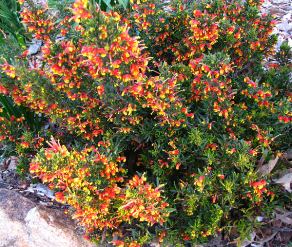 Grevillea Fire Cracker