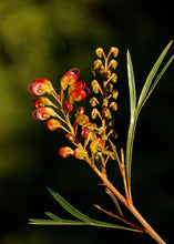 Load image into Gallery viewer, Grevillea Firesprite
