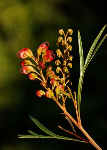 Grevillea Firesprite