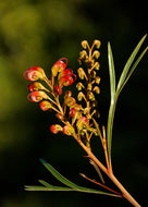 Grevillea Firesprite