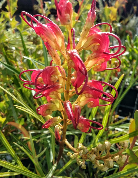 Grevillea Firesprite