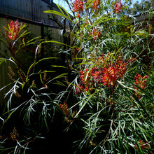 Load image into Gallery viewer, Grevillea Firesprite
