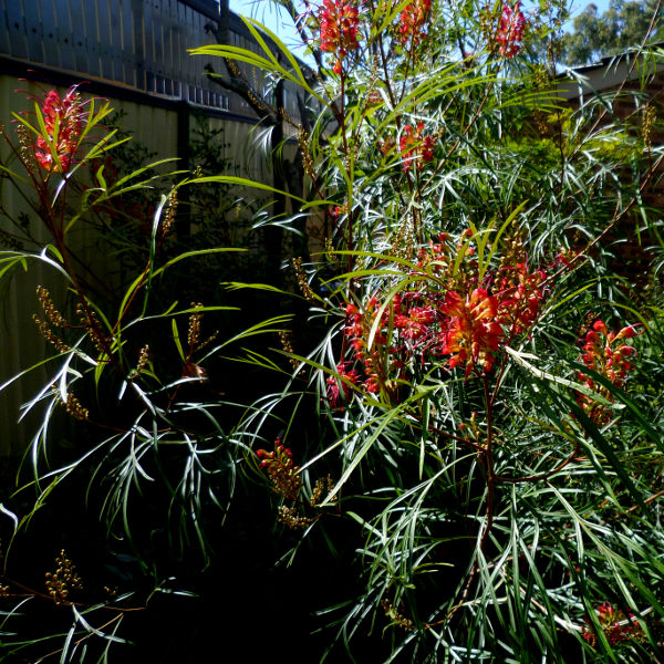 Grevillea longistyla x Grevillea venusta Firesprite
