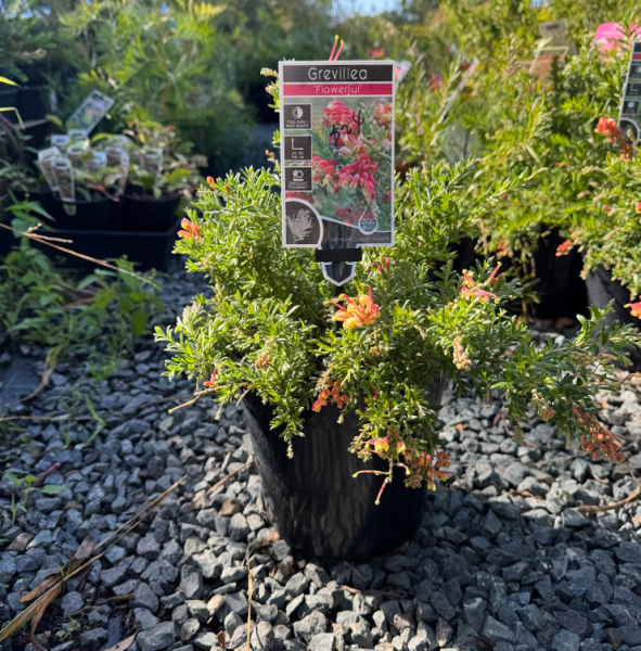 Grevillea Flowerful