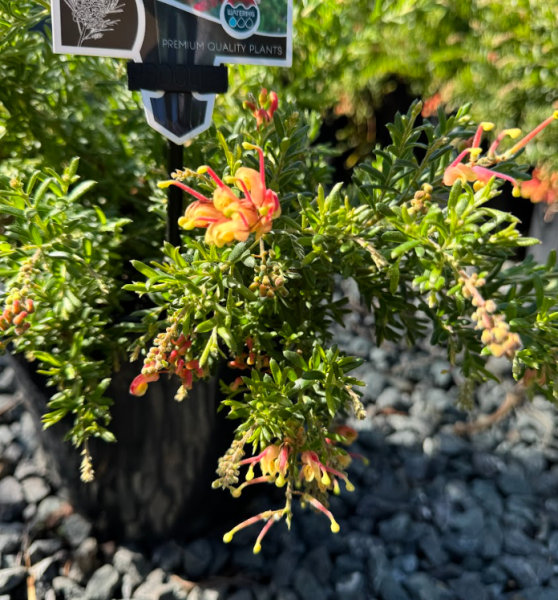 Grevillea Flowerful