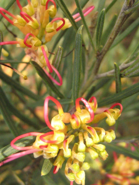 Grevillea Flora Mason