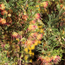 Load image into Gallery viewer, Grevillea Flora Mason
