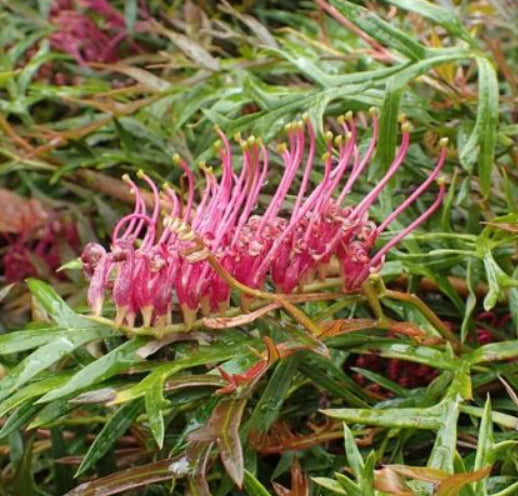 Grevillea GaudiChaudi