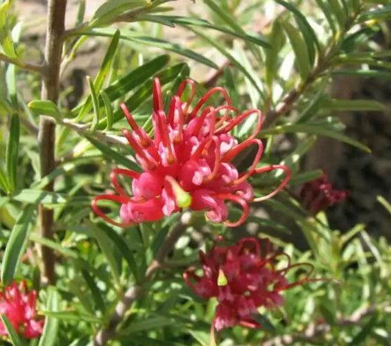 Grevillea Gin Gin Jewel