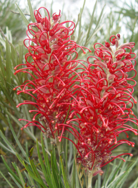 Grevillea 'Goliath' Grafted