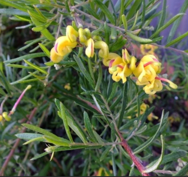 Grevillea Gold Rush