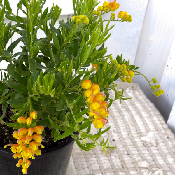 Grevillea Gold Touch