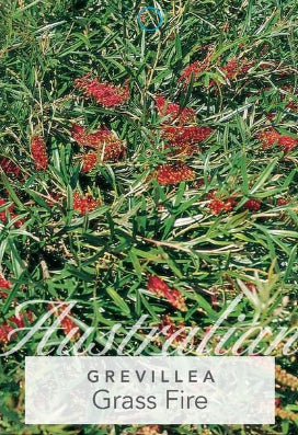 Grevillea Grassfire