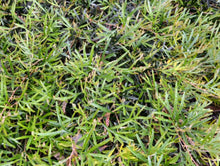 Load image into Gallery viewer, Grevillea Grassfire
