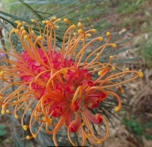 Grevillea Honey Barbara