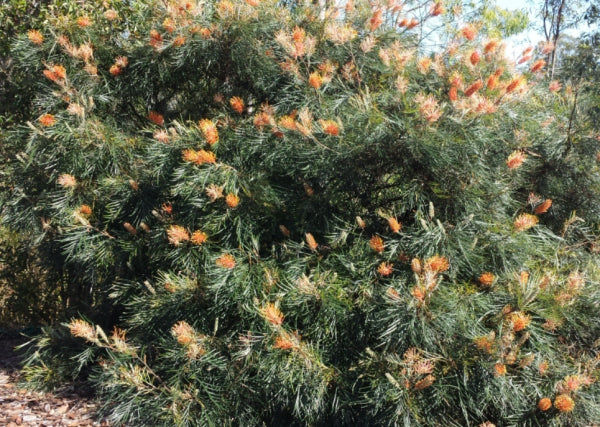Grevillea Honey Barbara