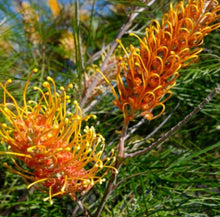 Load image into Gallery viewer, Grevillea Honey Barbara
