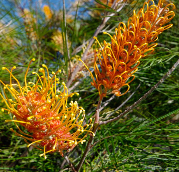 Grevillea Honey Gem