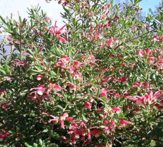 Grevillea Honeyeater Heaven